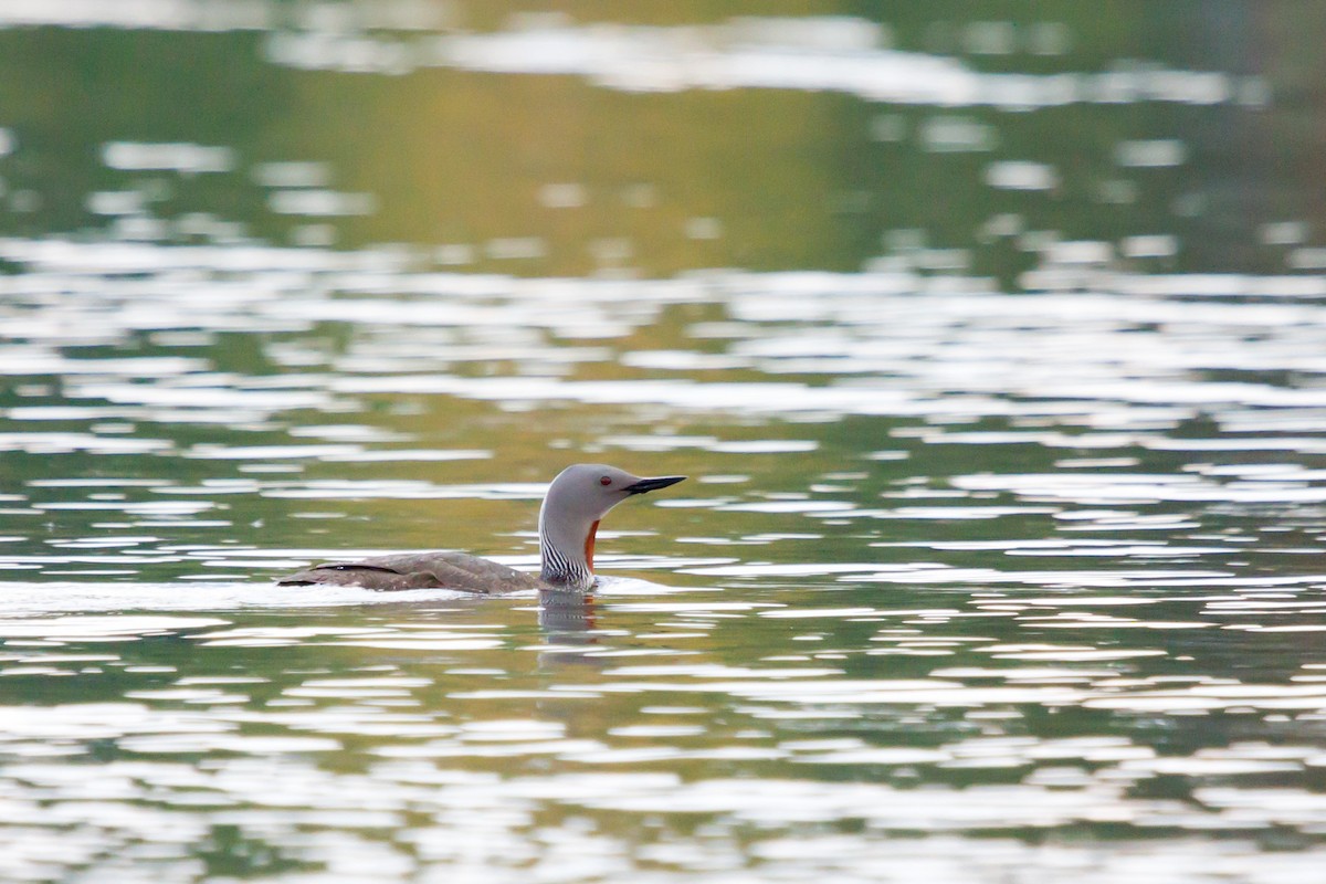 Aliota txikia - ML646627771