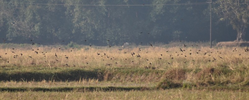 Mongolian Short-toed Lark - ML646627772