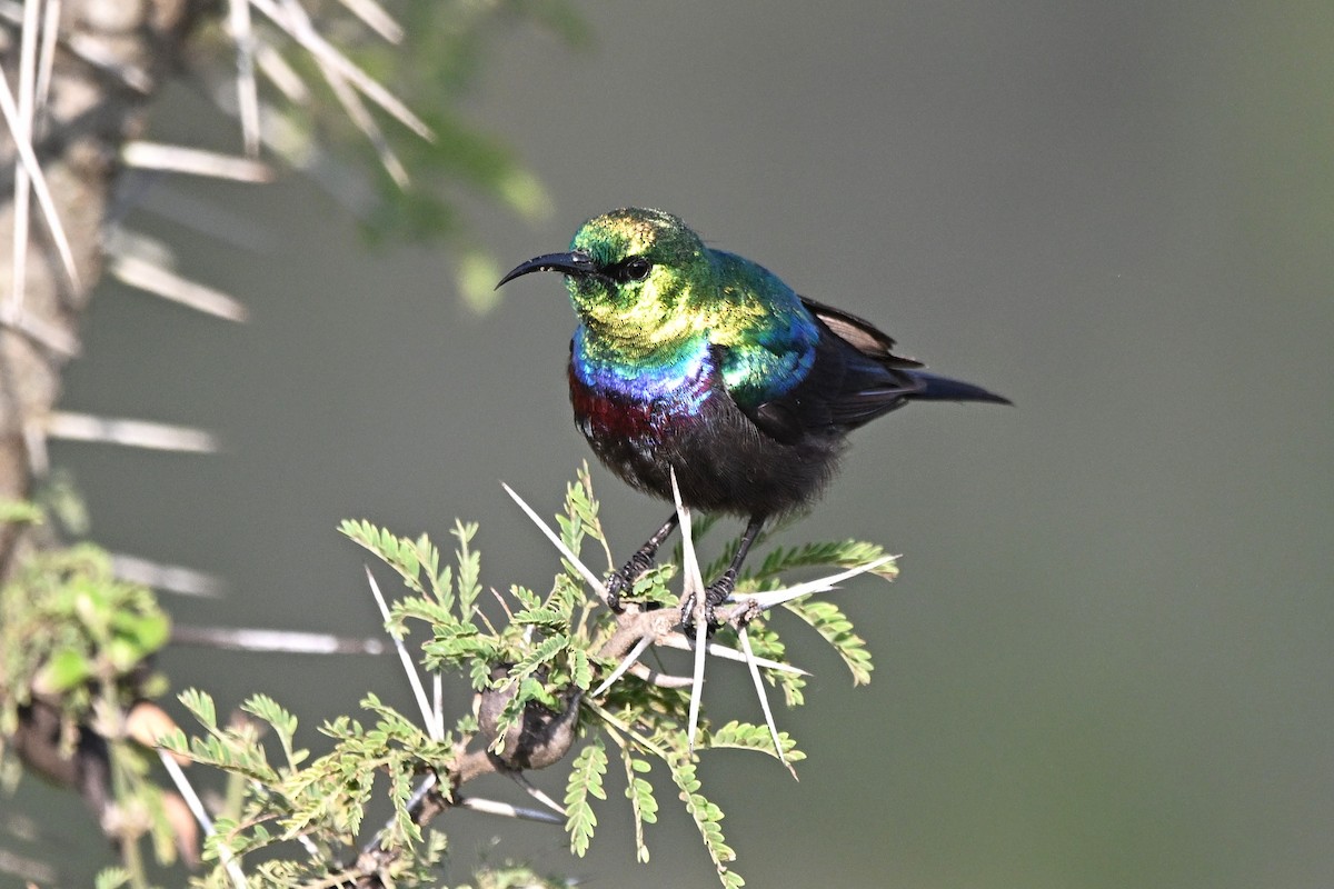 Marico Sunbird - ML646627773