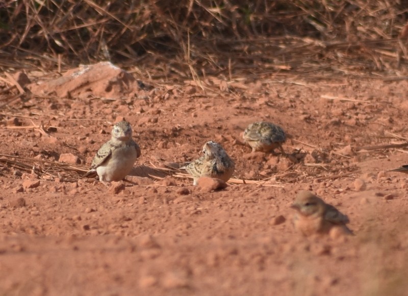 Mongolian Short-toed Lark - ML646627775