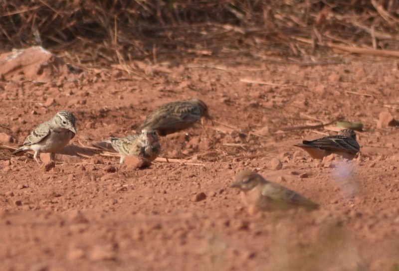 Mongolian Short-toed Lark - ML646627776