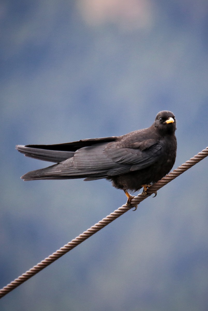 Belatxinga mokohoria - ML646627777