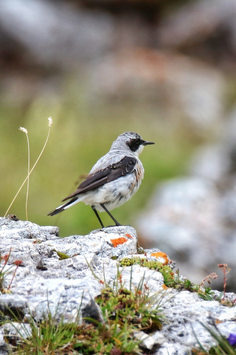 Buztanzuri arrunta - ML646627778