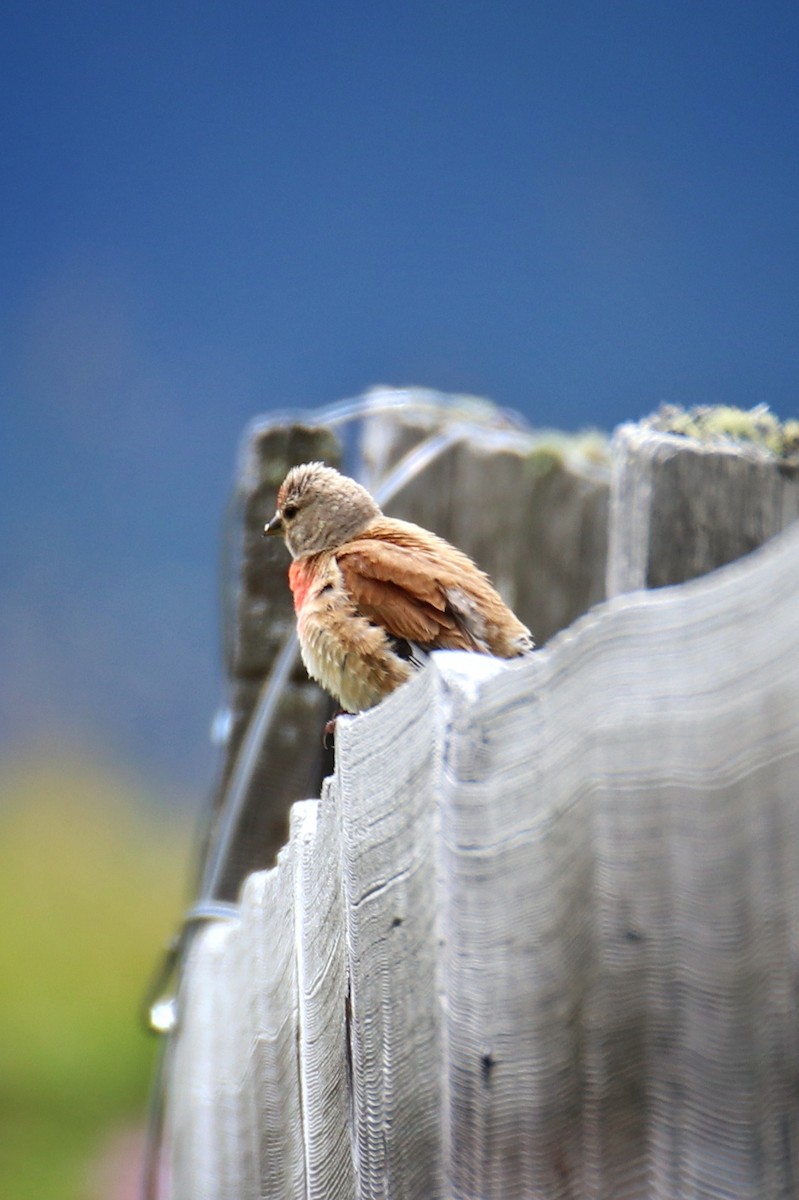 Txoka arrunta - ML646627779