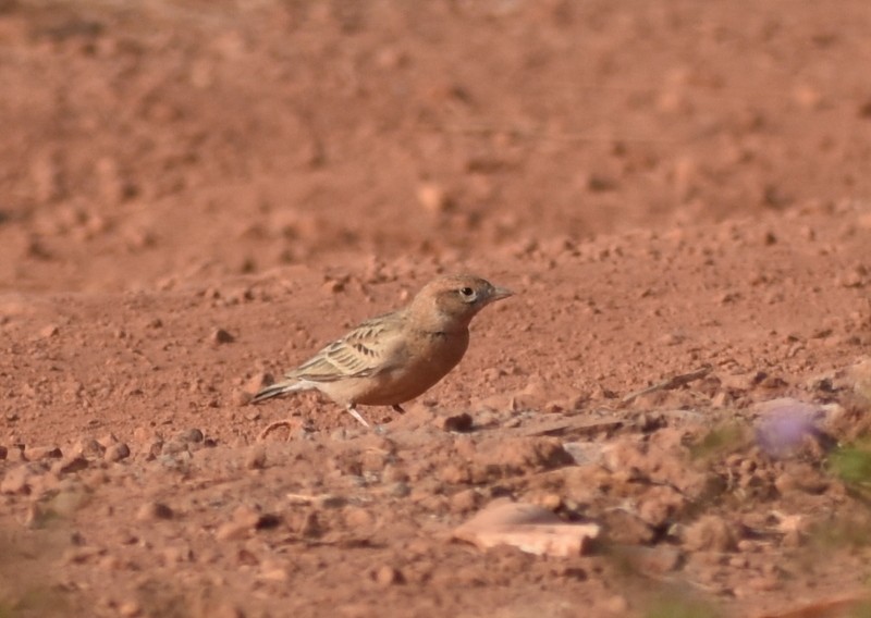 Mongolian Short-toed Lark - ML646627780
