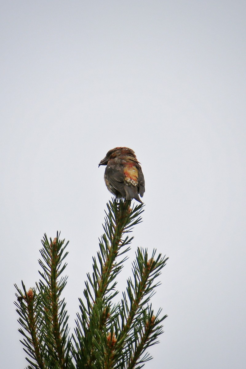 Mokoker arrunta - ML646627782