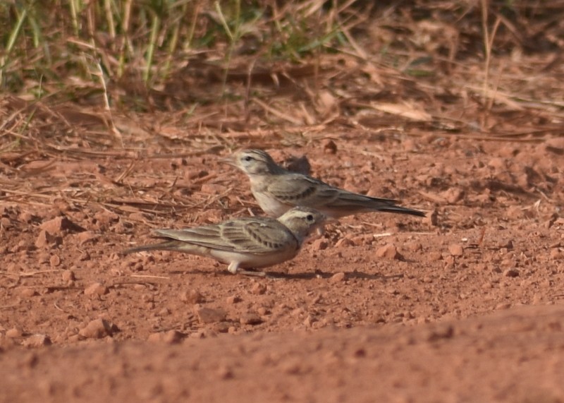 Mongolian Short-toed Lark - ML646627783