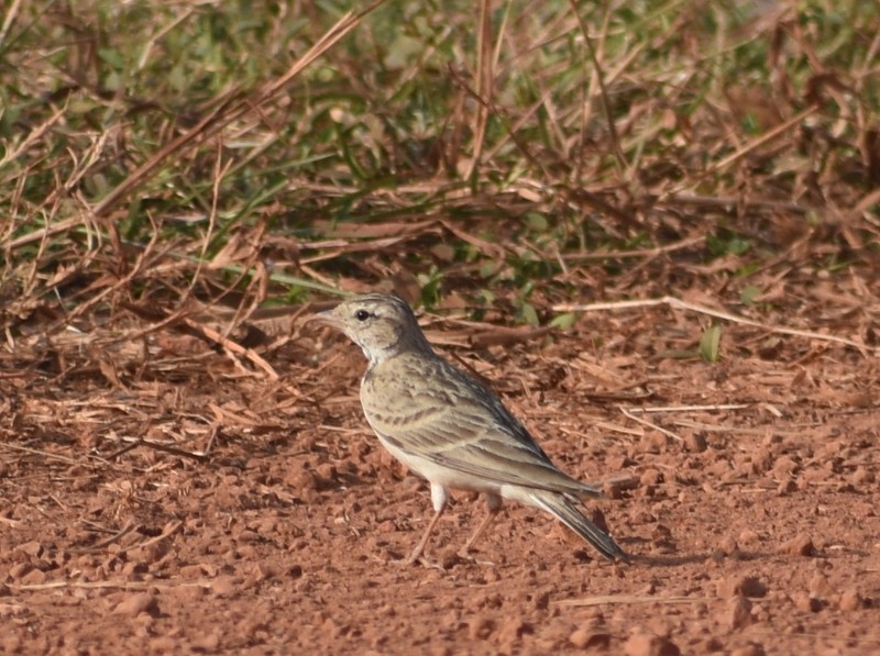 Mongolian Short-toed Lark - ML646627785