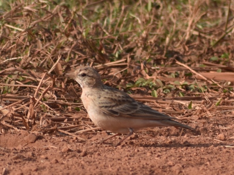 Mongolian Short-toed Lark - ML646627786