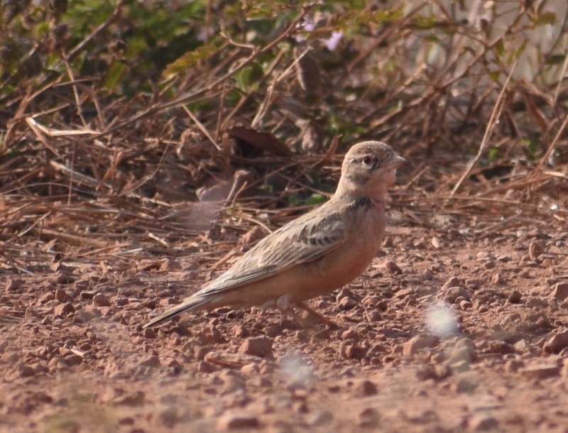 Mongolian Short-toed Lark - ML646627787