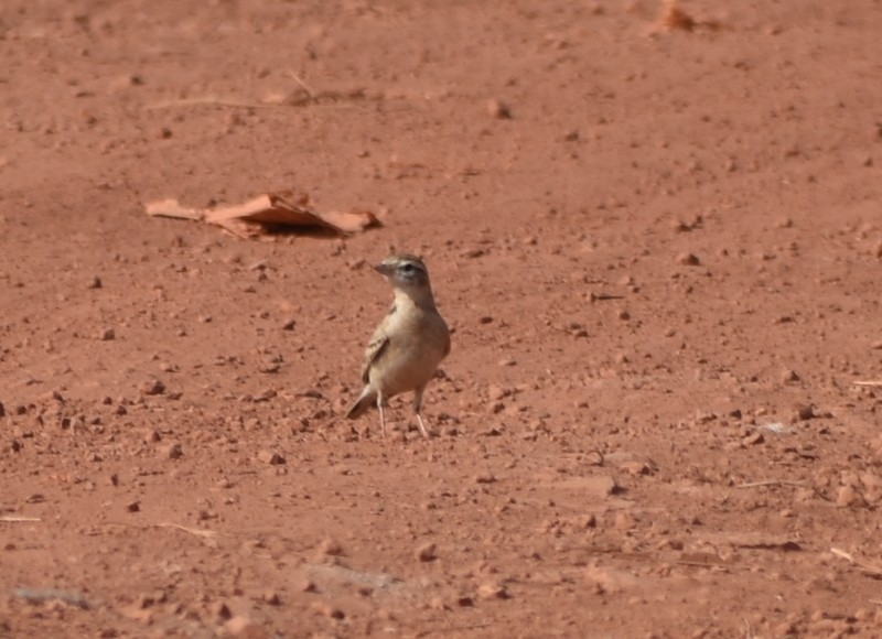 Mongolian Short-toed Lark - ML646627788