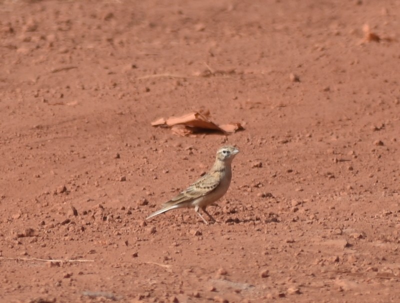 Mongolian Short-toed Lark - ML646627789