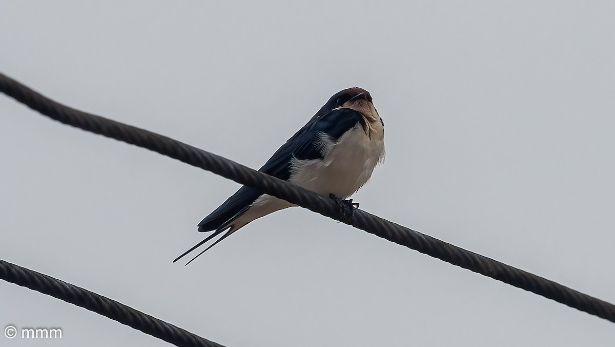 סנונית אתיופית - ML646627790