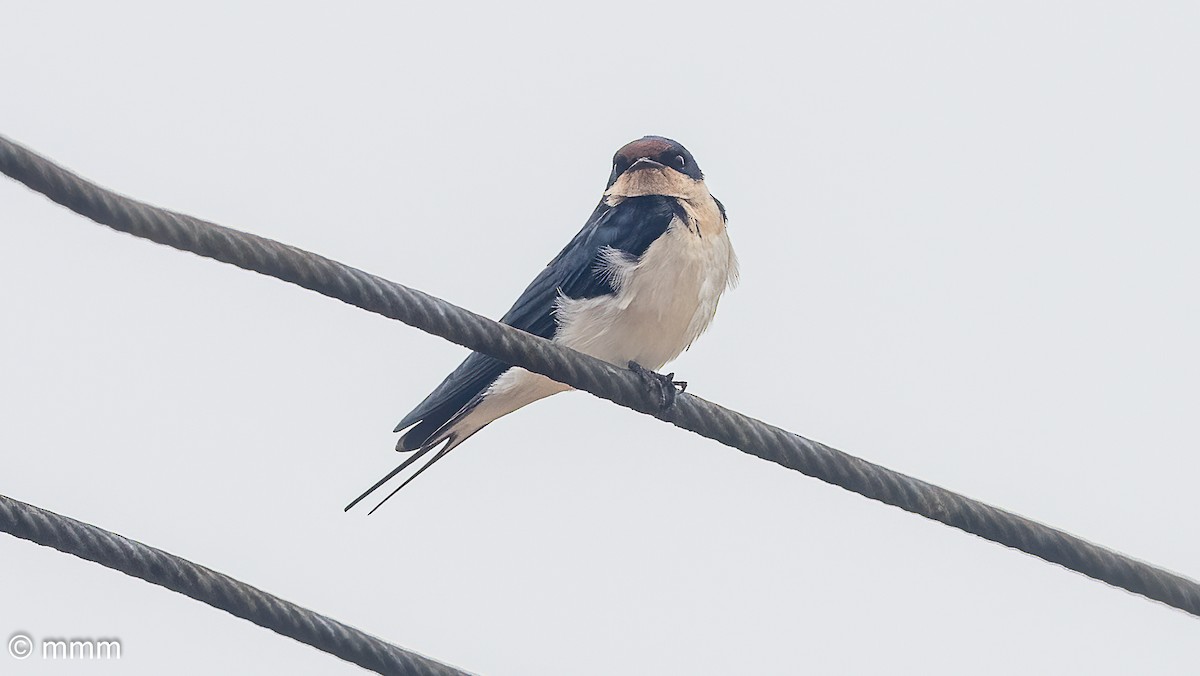 סנונית אתיופית - ML646627791