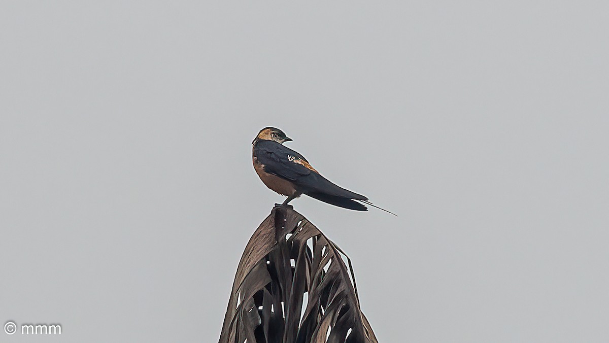 Mosque Swallow - ML646627794