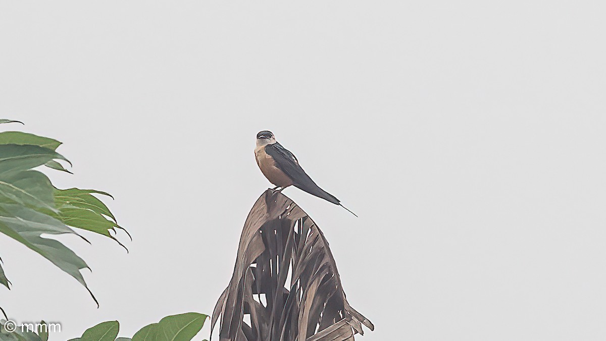 Mosque Swallow - ML646627795