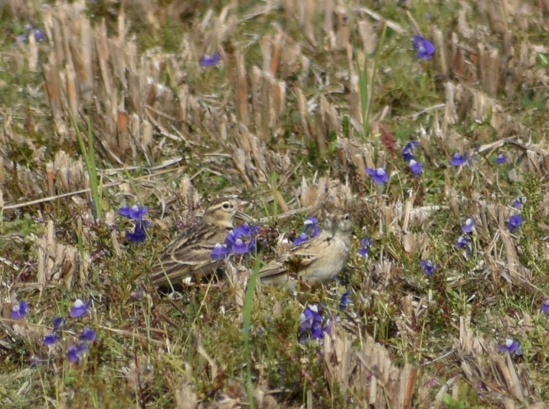 Mongolian Short-toed Lark - ML646627796