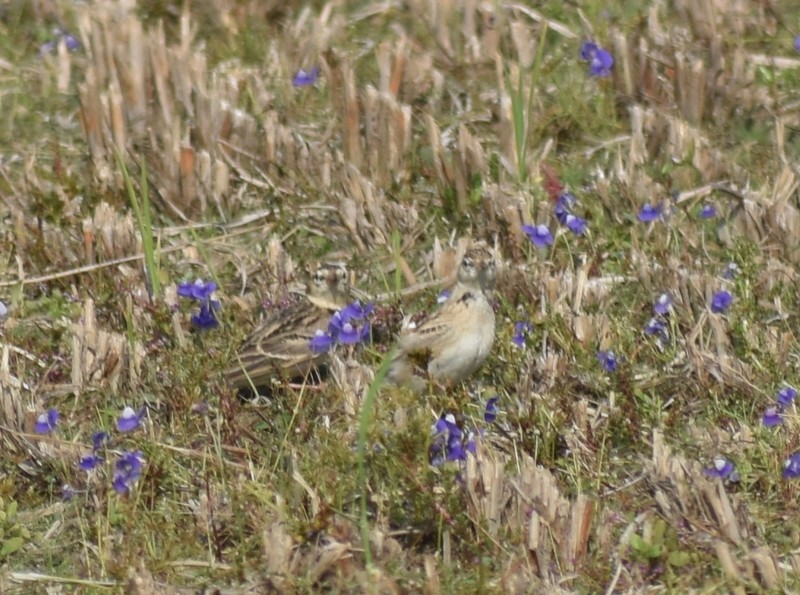 Mongolian Short-toed Lark - ML646627797
