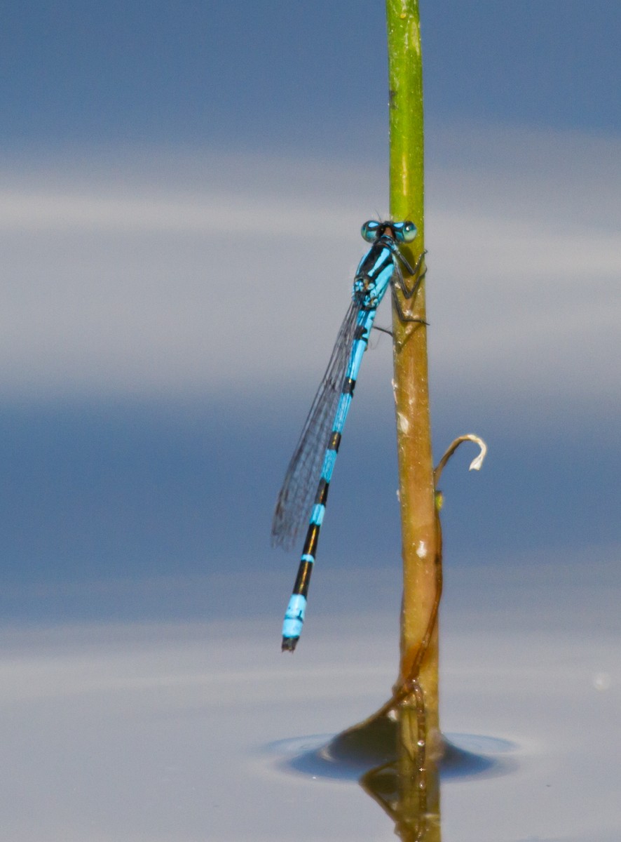 Common Blue Damselfly - ML646627798