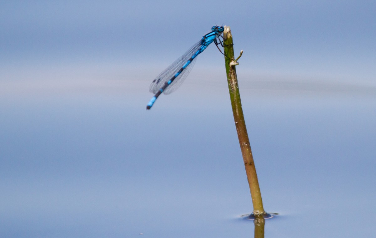Common Blue Damselfly - ML646627799