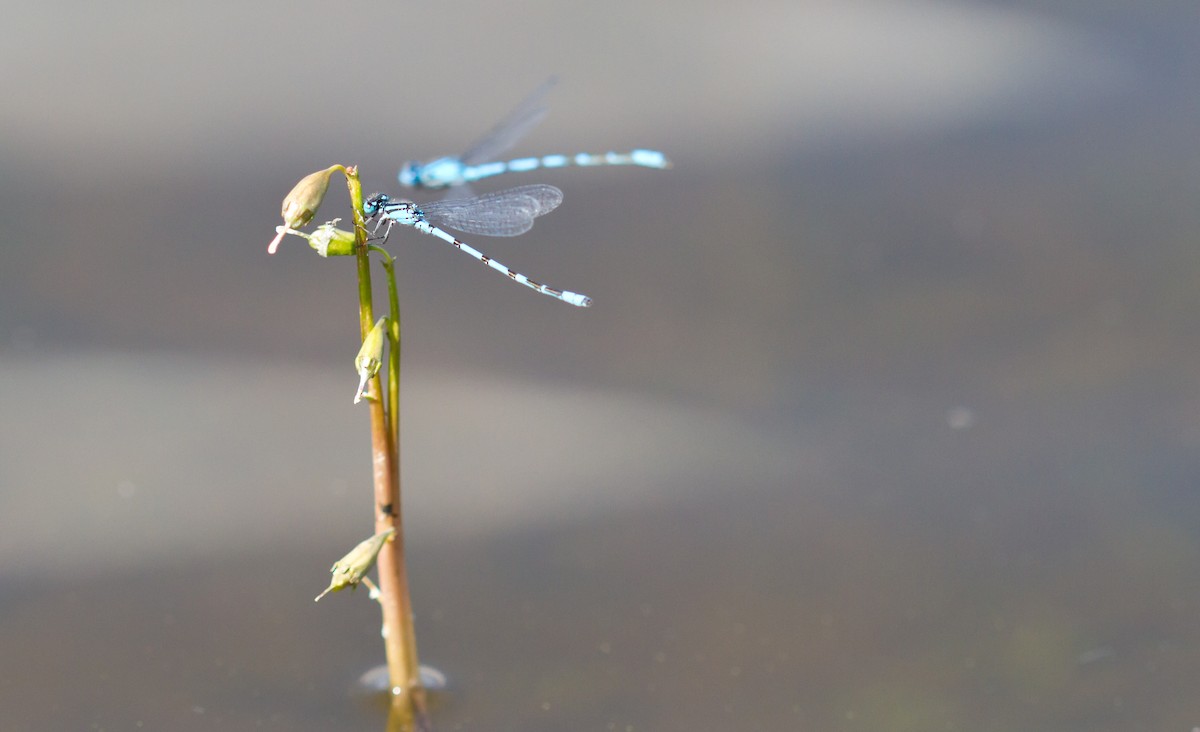 Azulilla de estanque - ML646627800