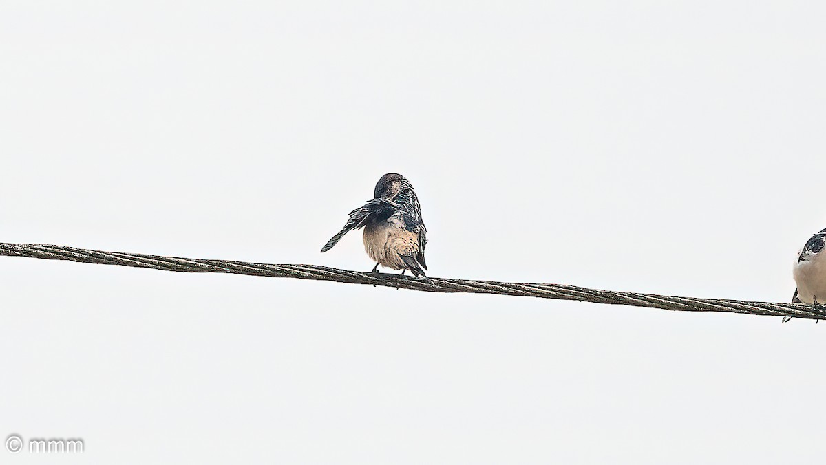 Preuss's Swallow - ML646627801