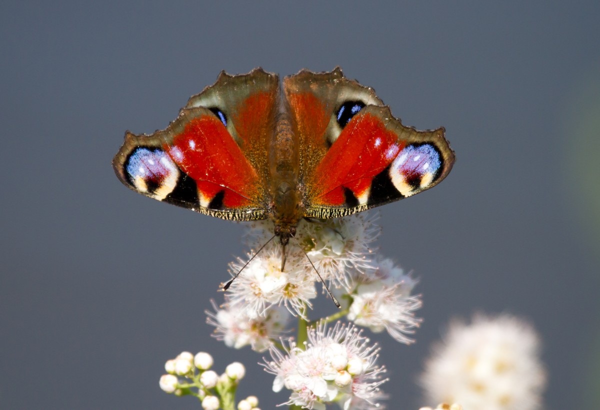 Mariposa pavorreal - ML646627803