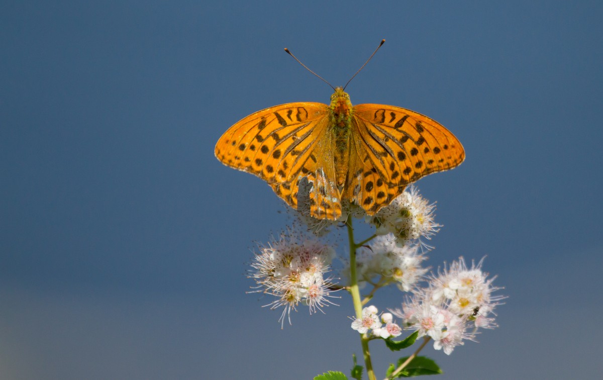 Nacarada - ML646627804