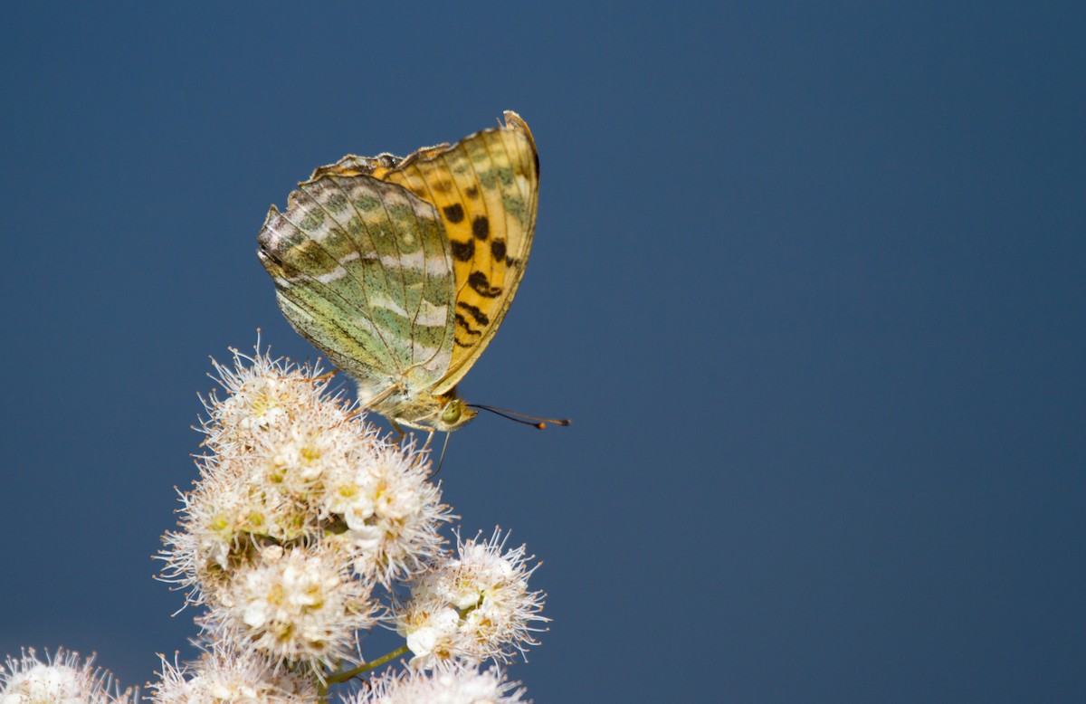 Nacarada - ML646627805