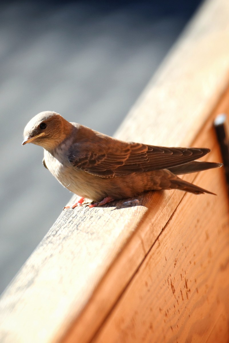 岩燕 - ML646627806