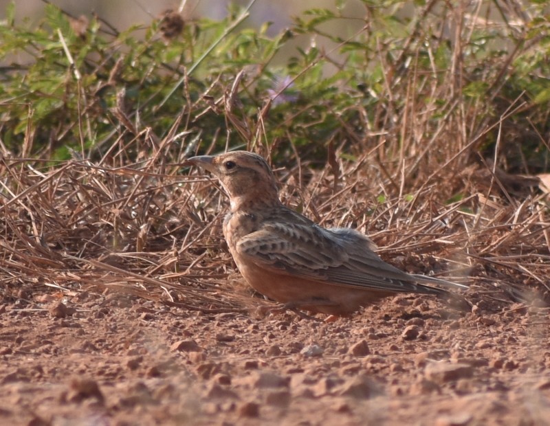 tanımsız Alaudidae sp. - ML646627807