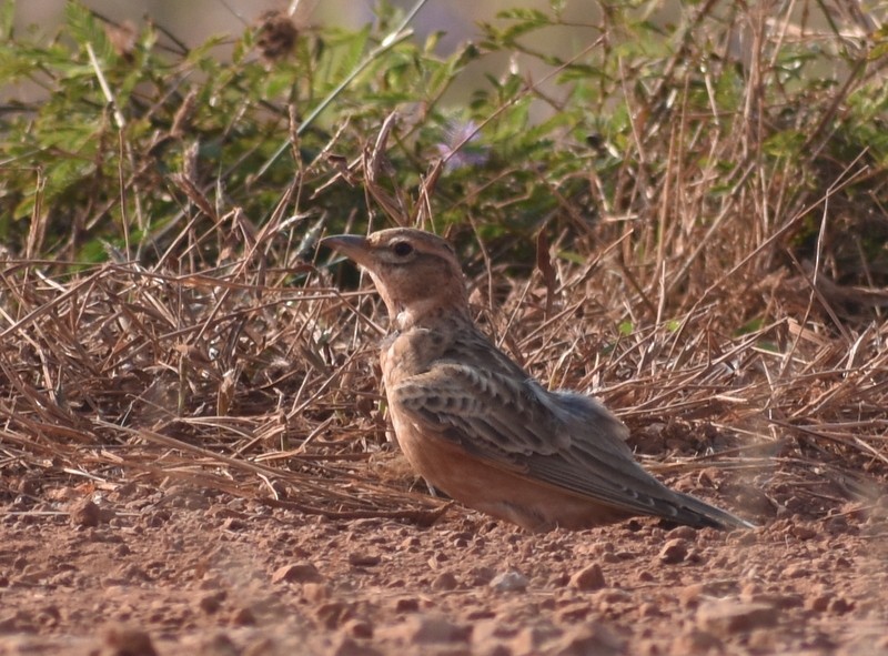 tanımsız Alaudidae sp. - ML646627808