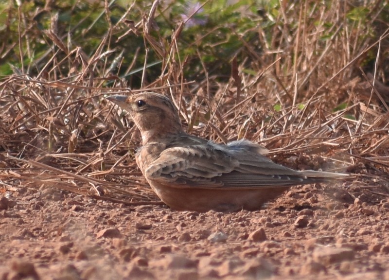 tanımsız Alaudidae sp. - ML646627809