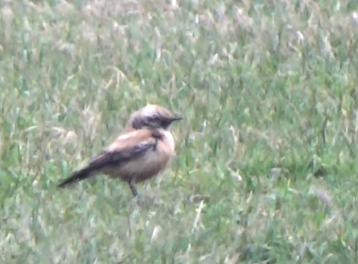 Desert Wheatear - ML646627810