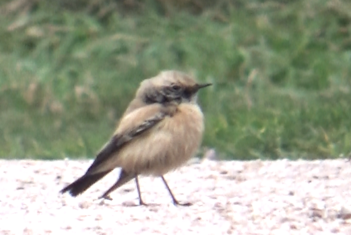 Desert Wheatear - ML646627811