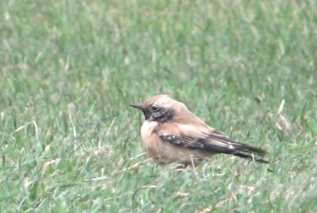 Desert Wheatear - ML646627812