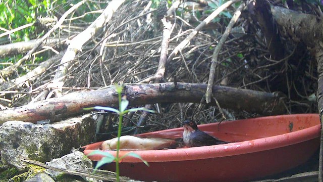 Кропив'янка середземноморська - ML646627813