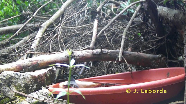 Кропив'янка середземноморська - ML646627814