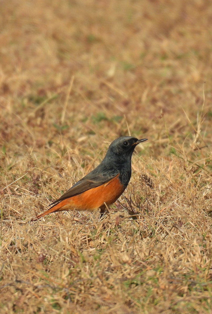 Codirosso spazzacamino - ML646627815