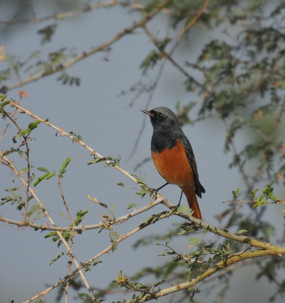 Codirosso spazzacamino - ML646627816