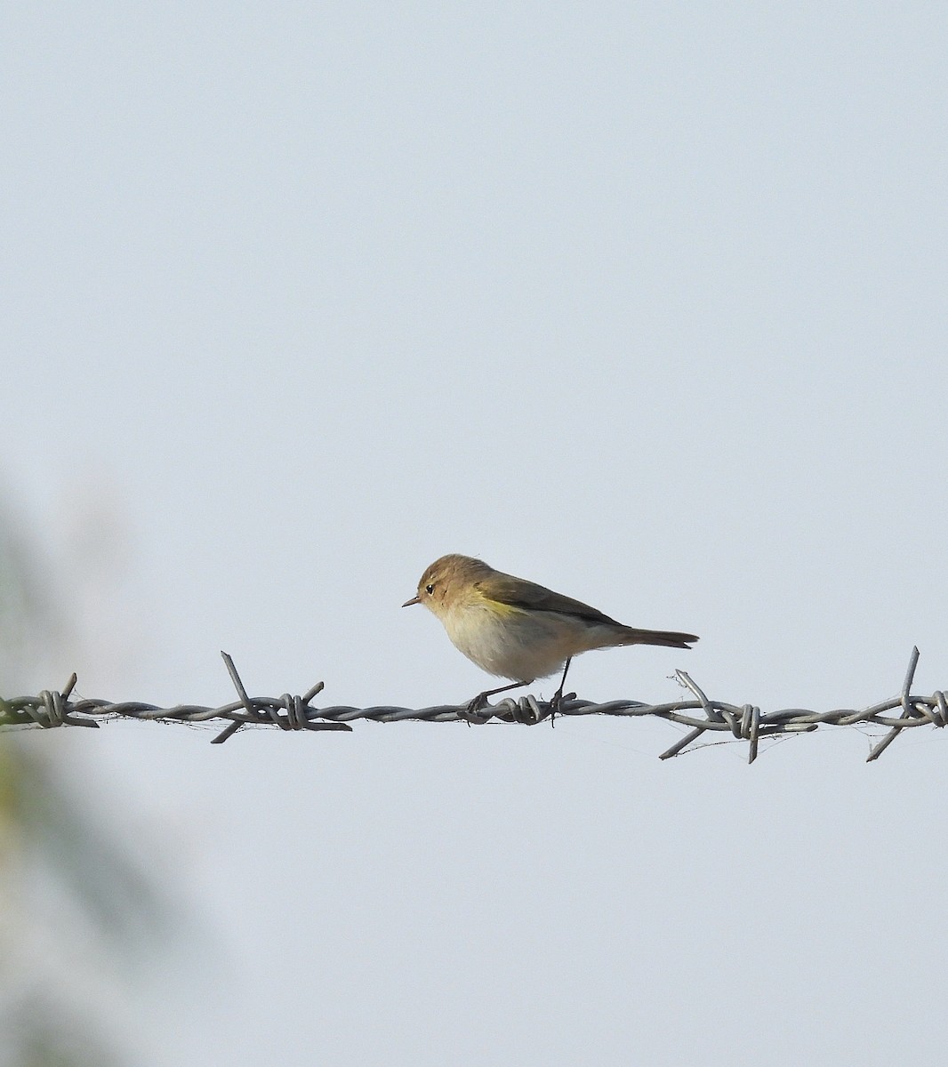 Luì piccolo - ML646627818