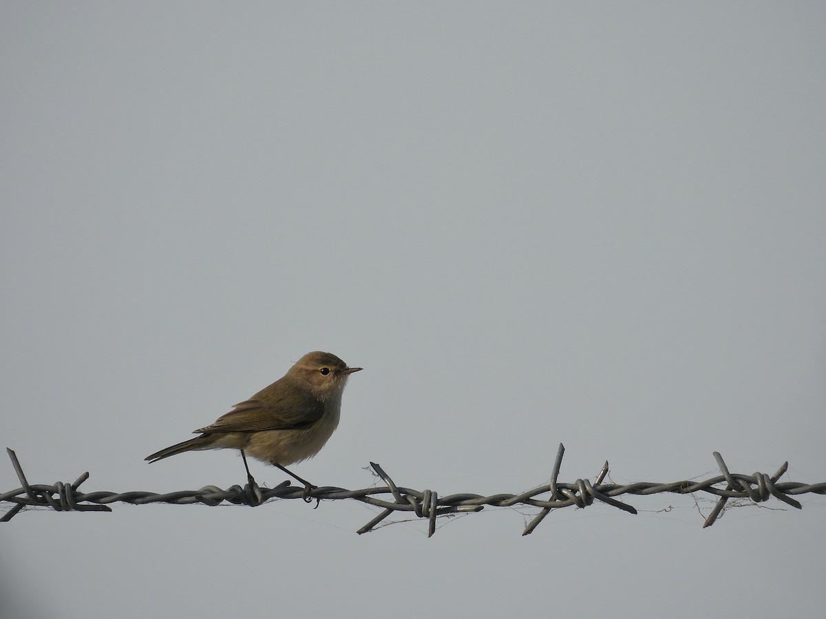 Luì piccolo - ML646627819