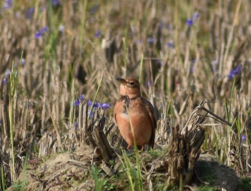 tanımsız Alaudidae sp. - ML646627820