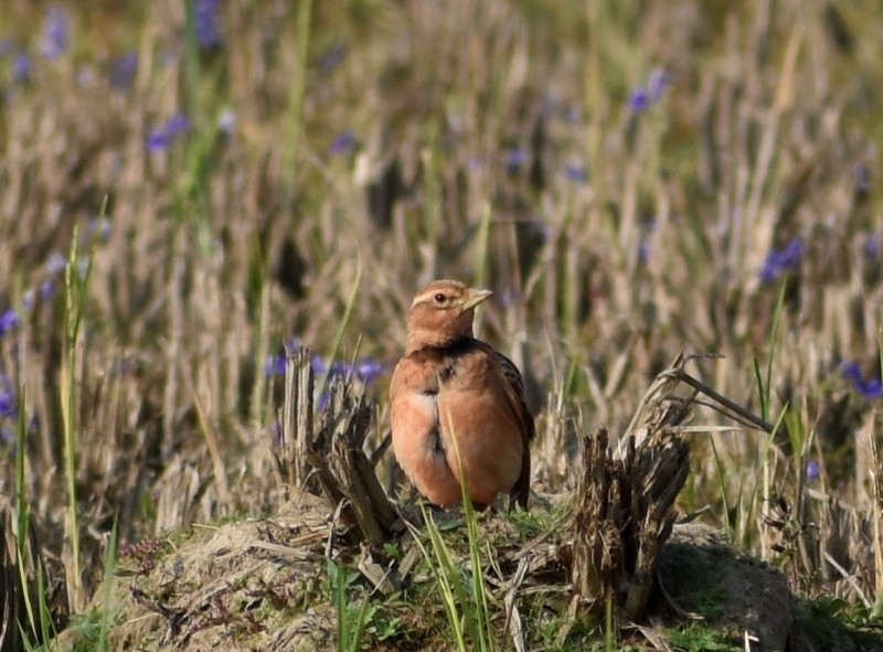 tanımsız Alaudidae sp. - ML646627821