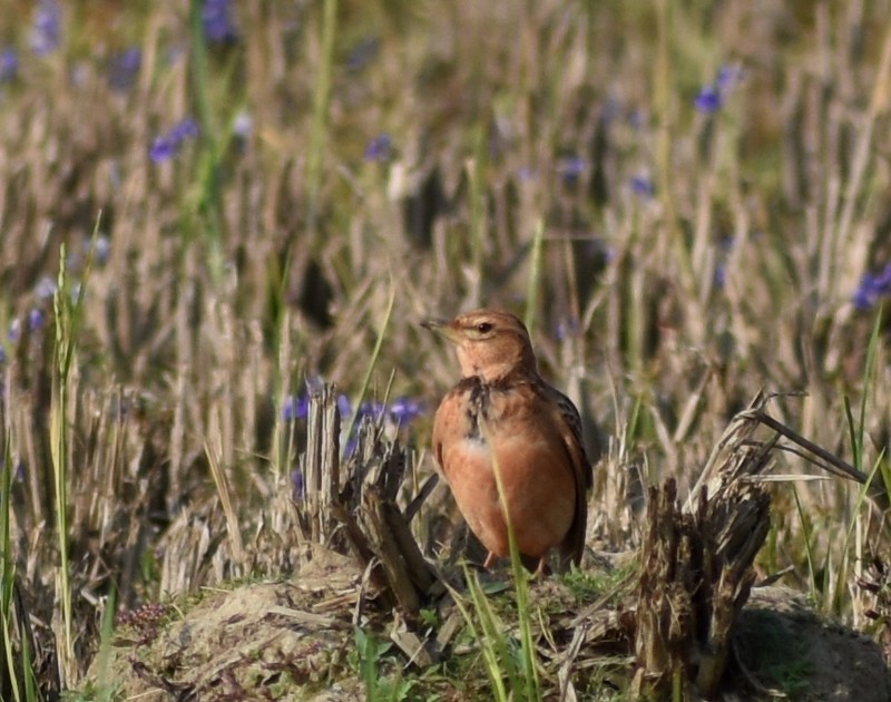 tanımsız Alaudidae sp. - ML646627822