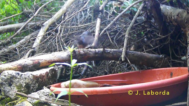 Кропив'янка субальпійська - ML646627824