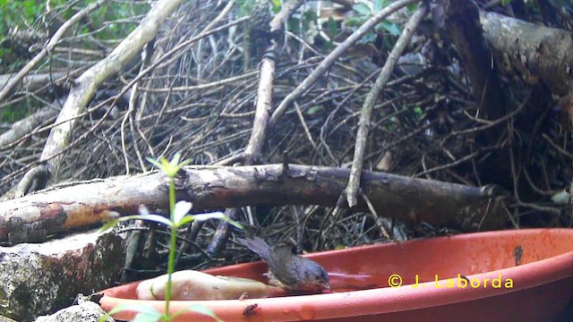 Кропив'янка субальпійська - ML646627825