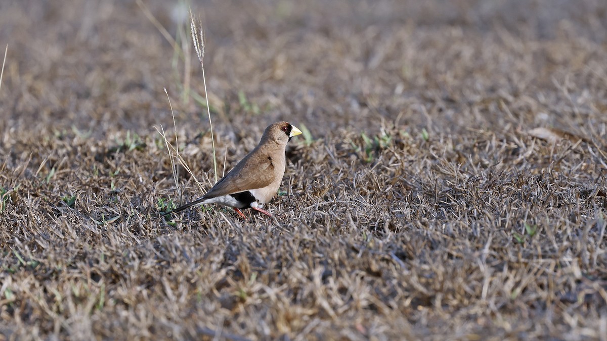 Kocabaş Mumgagası - ML646627826