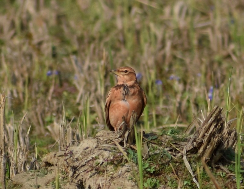 tanımsız Alaudidae sp. - ML646627827