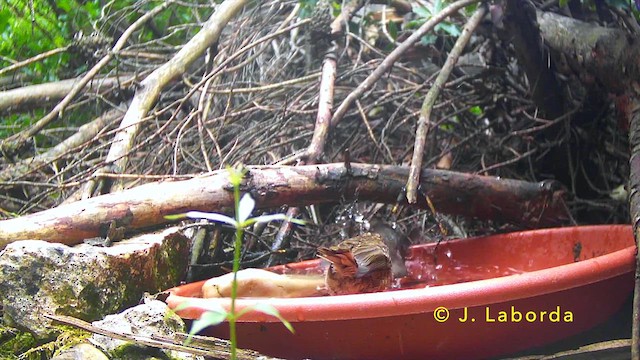 Вільшанка - ML646627828